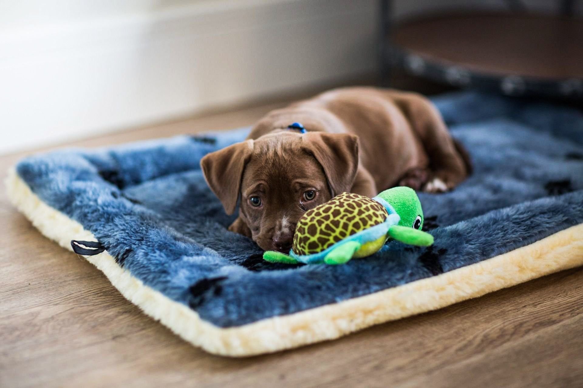 собаки для квартиры. будка doghouse. леонбергер у будки. австралийский хилер. собака в новом доме.