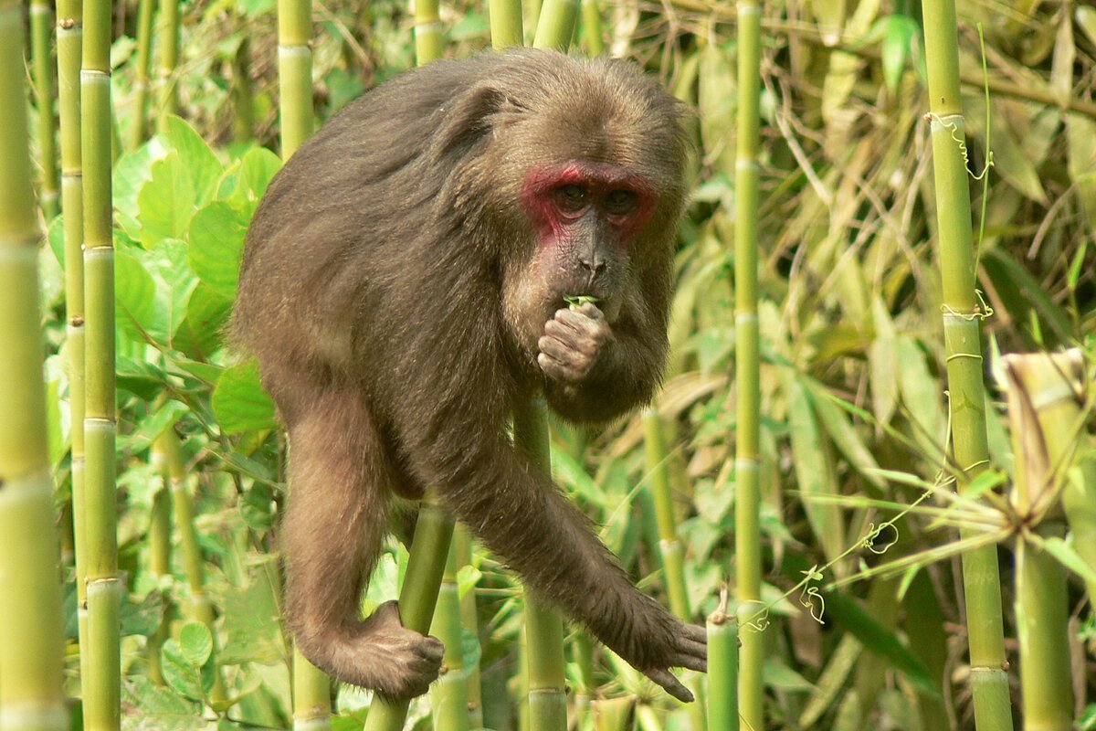 Stump-tailed macaque artwork