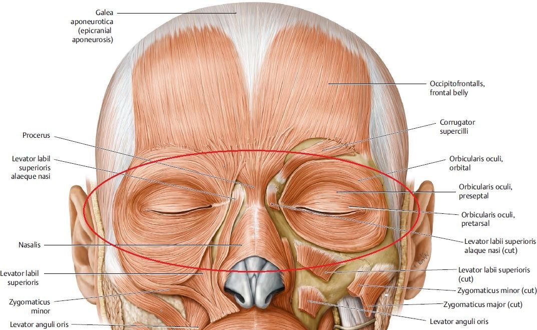 Веко мышцы. Круговая мышца глаза (m. orbicularis Oculi). Корругатор мышца анатомия. Epicranial aponeurosis.