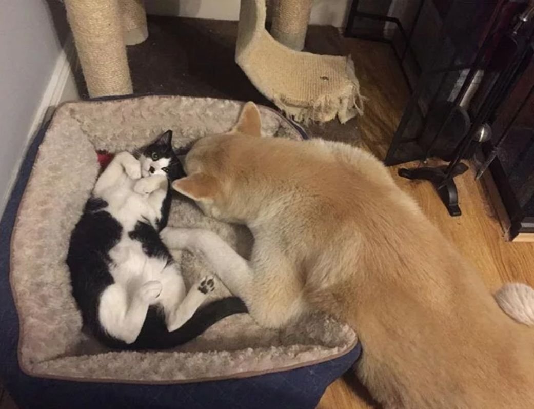 кошка спит на шкафу