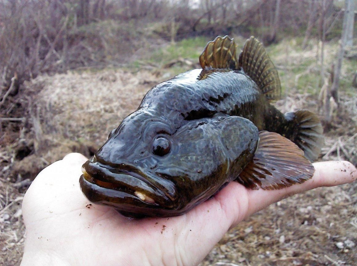 Рыба ратан фото съедобная или