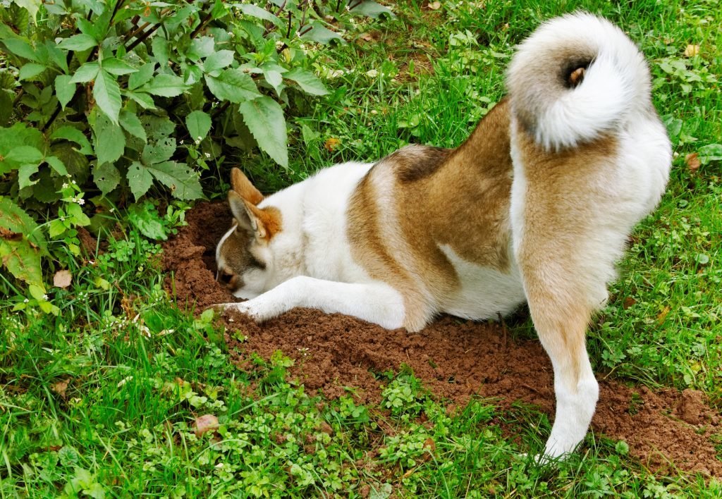 Почему собаки закапывают. Собака в саду. Собака в клумбе. Собака роет огород.