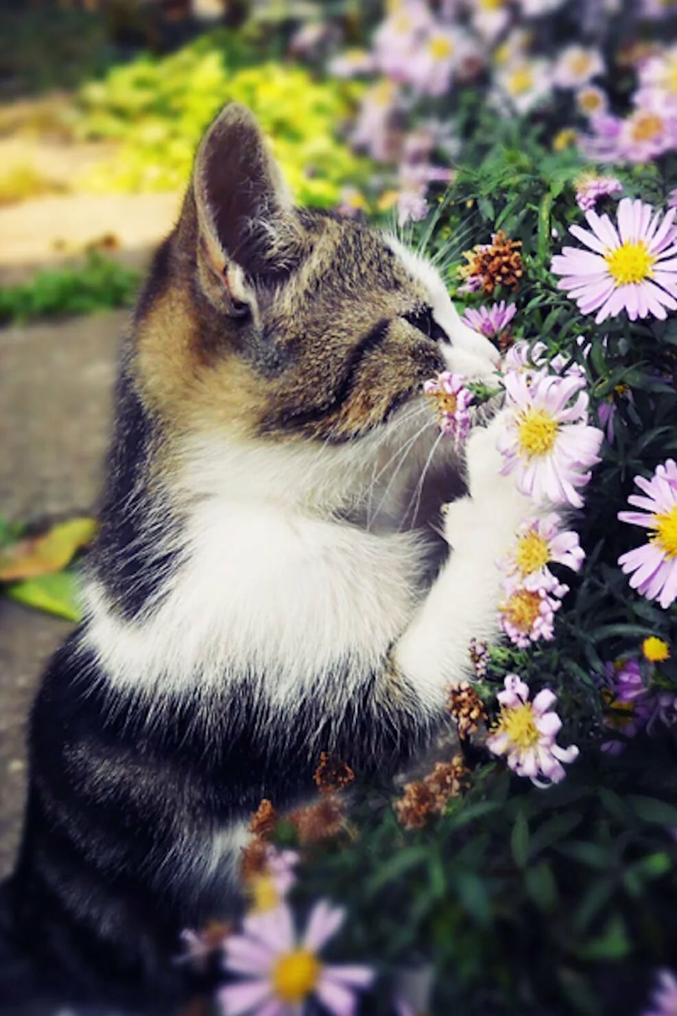 Котята в цветах картинки