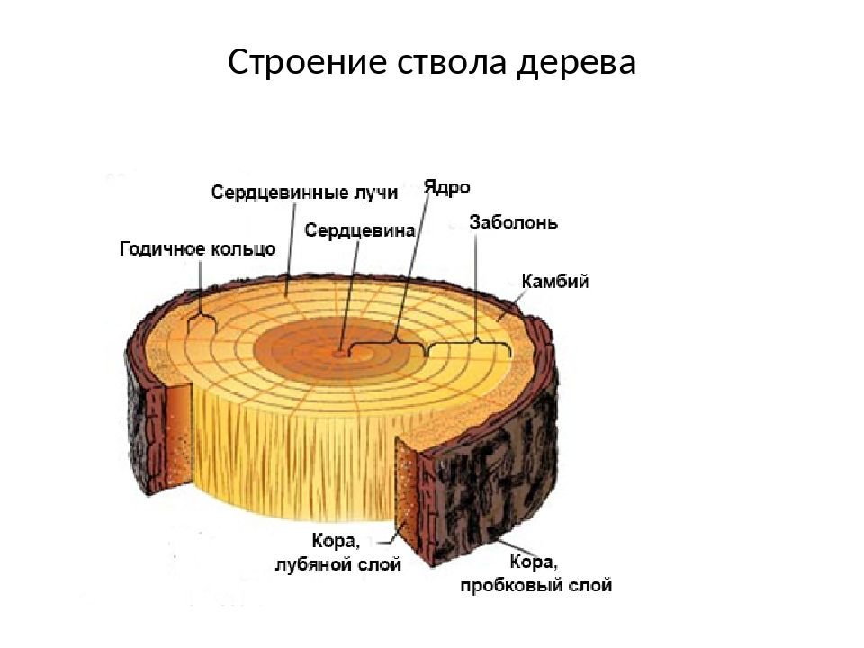 Последовательность расположения слоев. Строение среза древесины. Строение дерева заболонь. Схема строения ствола дерева поперечный срез. Строение древесины стебля дерева.