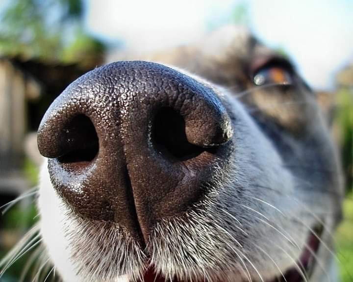 Почему у собаки запах. Собачий нос. Собачий нюх. Обоняние собаки. Носы животных.