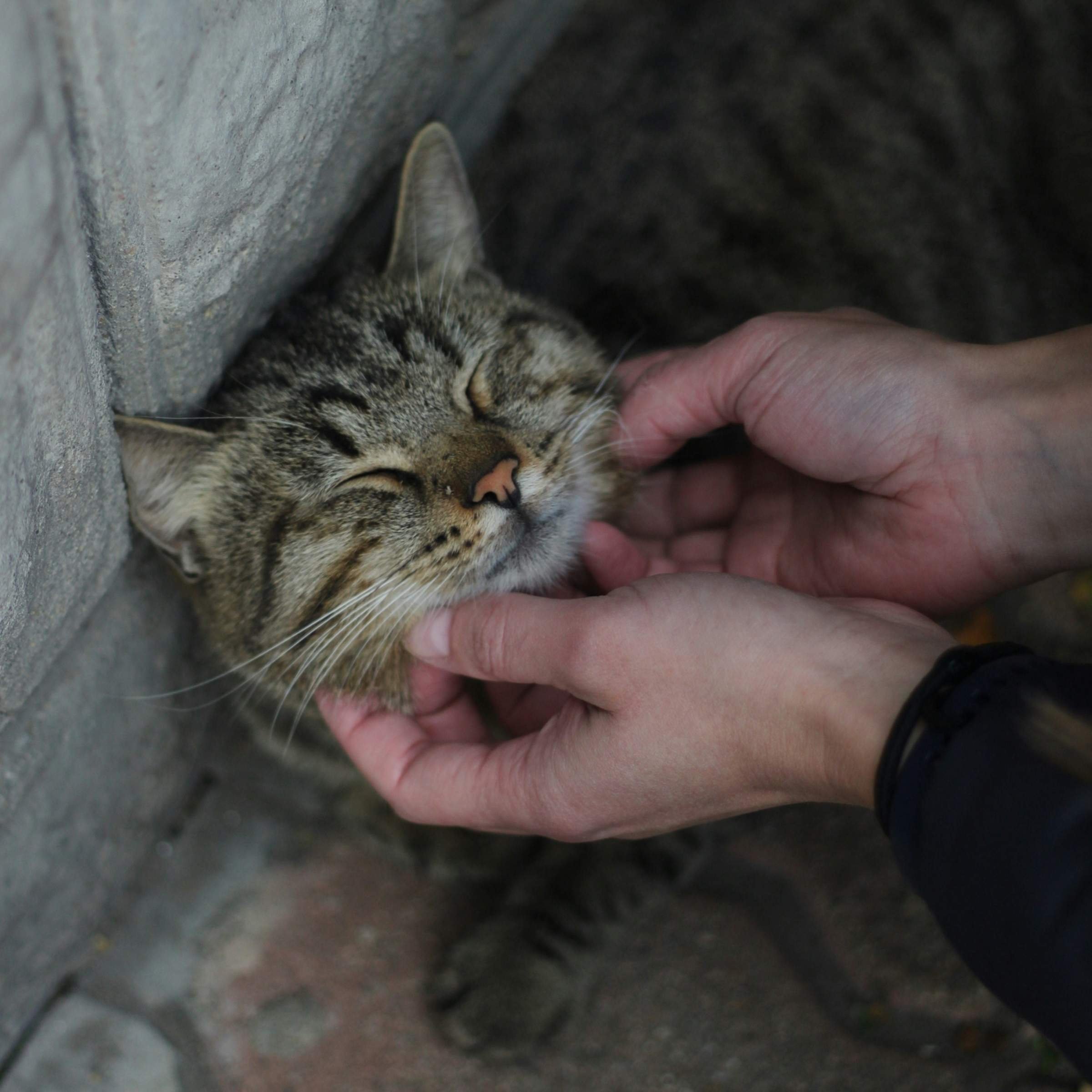 Шипящая кошка картинки