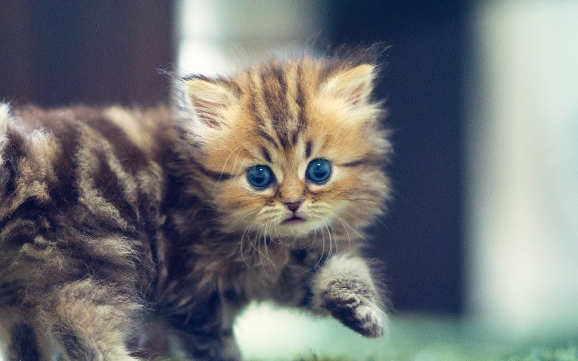 Хочу маленькие котики. Красивые котята. Милые котята. Пушистые котята. Маленькие котята пушистые.