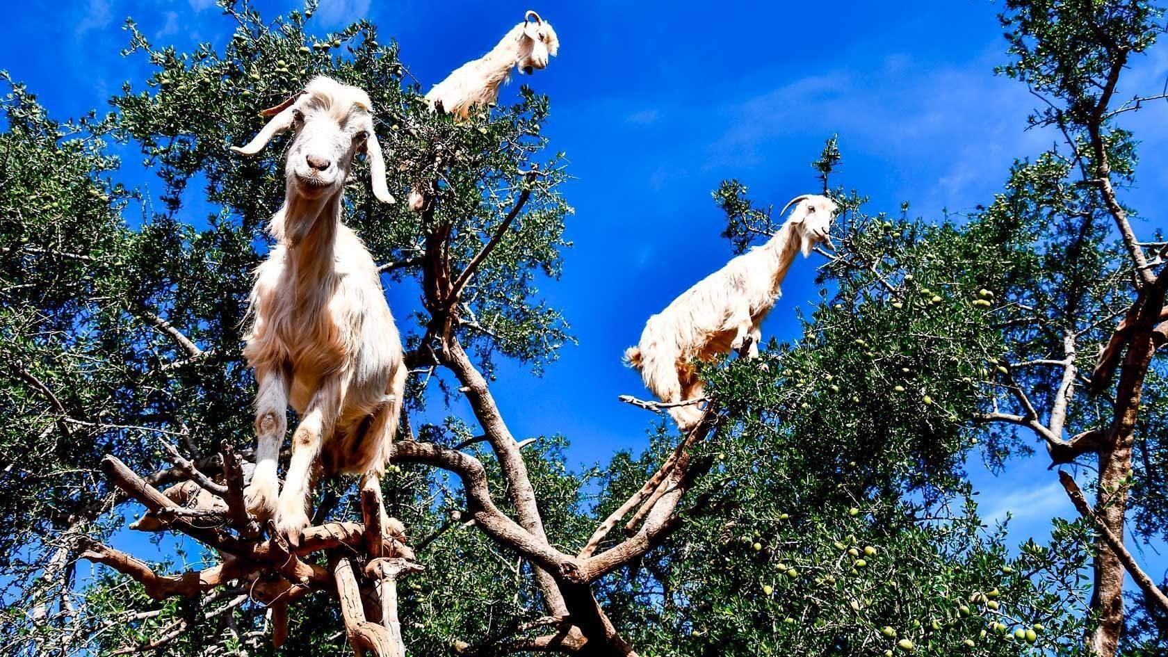 Козочка на небе 7 букв. Марракеш козы на деревьях. Козы в Марокко пасутся на деревьях. Козы в Марокко. Козы пасутся.