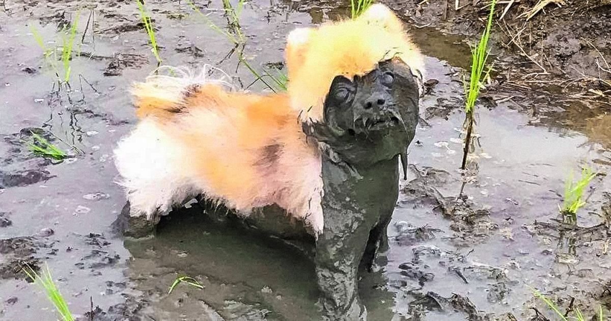 я упала с сеновала тормозила головой. собака купается в луже. фото ха ха ха. ха ха ха. котенок в сметане.