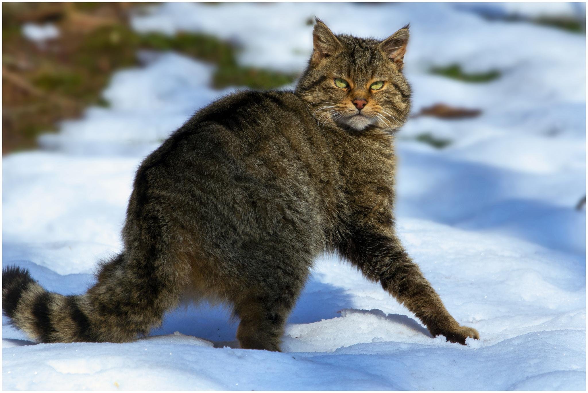 Лесной кот. Европейский Лесной кот камышовый. Среднеевропейский Лесной кот. Дикий Лесной кот. Кавказский Лесной кот.