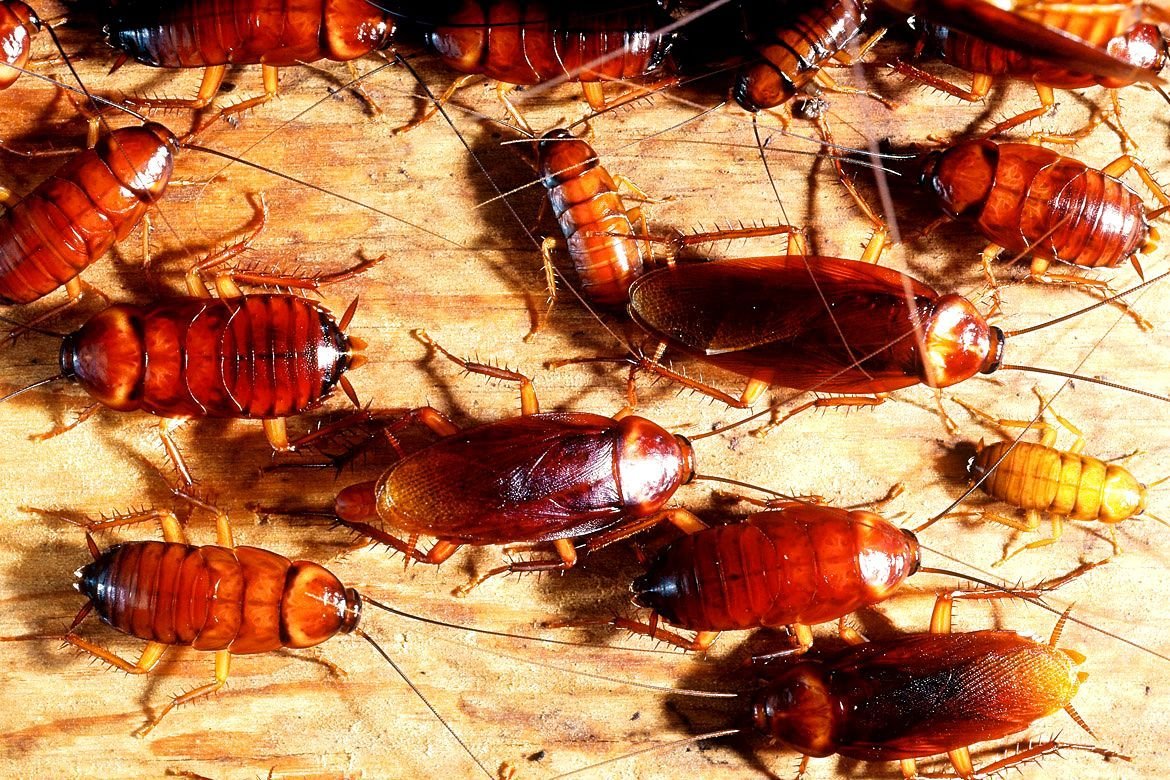 таракан прусак. сонник маленькие тараканы. сонник маленькие тараканы. сон много тараканов к чему. кукарача таракан шри ланка.