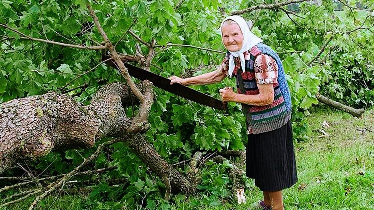 С первого дерева собрали. Спил дерева. Бабушка на дереве. Бабуля на дереве. Пилит дерево.