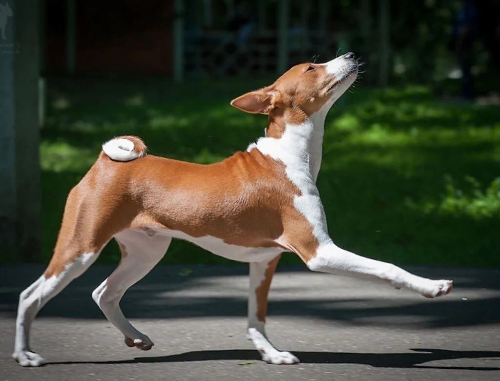 Собака которая не умеет лаять порода басенджи фото