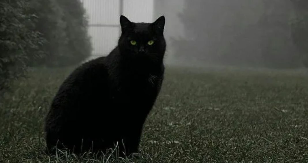 Кот сидит. Кот 9 2. Чёрный кот арт. Кот 9 2. Кот 9 2.