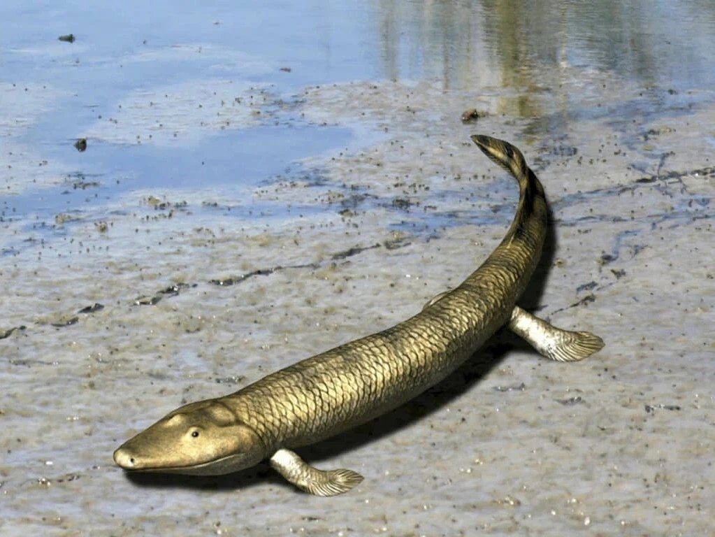 Выход на сушу. Tiktaalik roseae. Тиктаалик рыба. Тиктаалик вымершие рыбы. Древняя кистеперая рыба на суше.