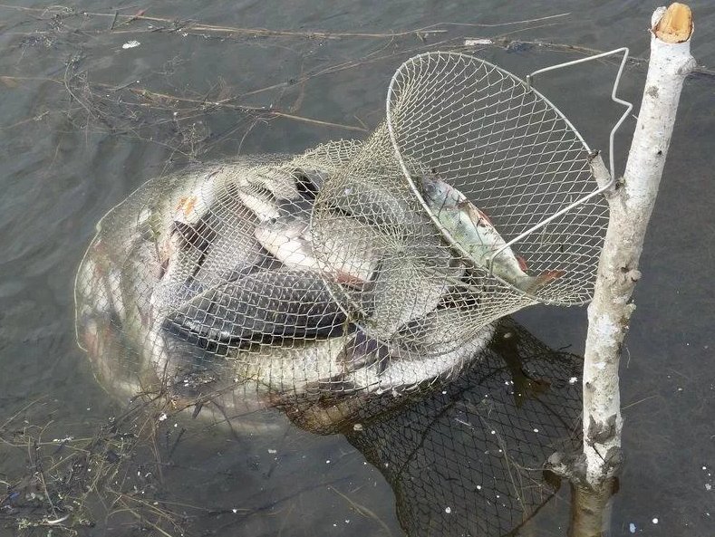 улов рыбы. кан для рыбы higashi. сладив рыба. набор приманок для спиннинга. во что складывать рыбу на рыбалке.