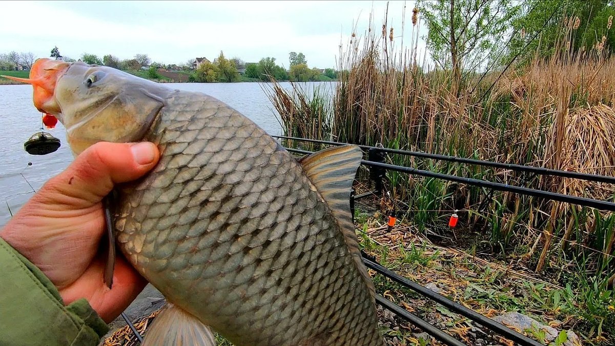 фидер на сазана. ловля карпа на фидер. ловля карпа. рыбалка на сазана. фидер на сазана.