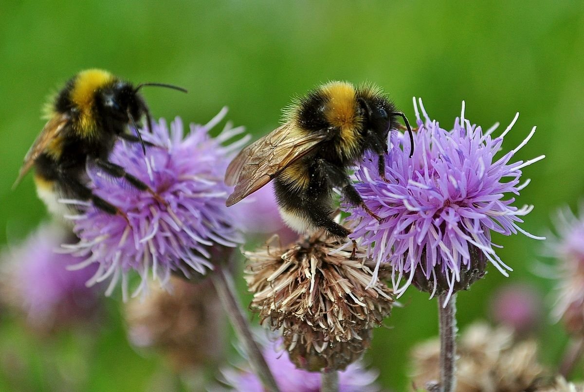 звук пчелы. шмелиное жужжание. пчелиный рой. Bombus czerskii. мохнатый шмель на польском.