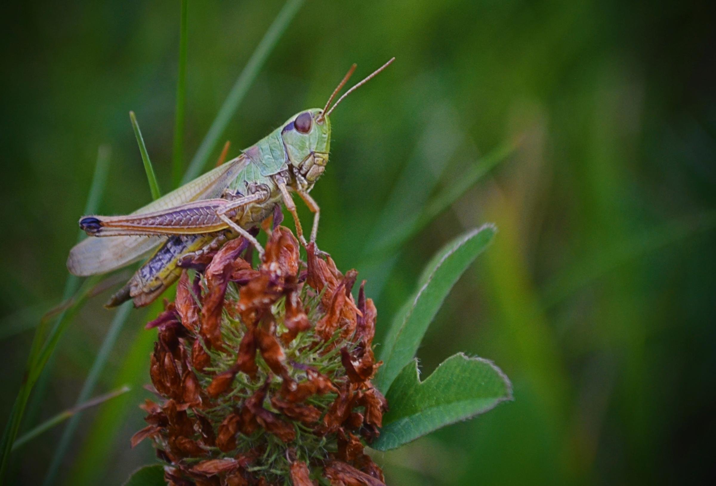 Почему на лугах обитает много насекомых