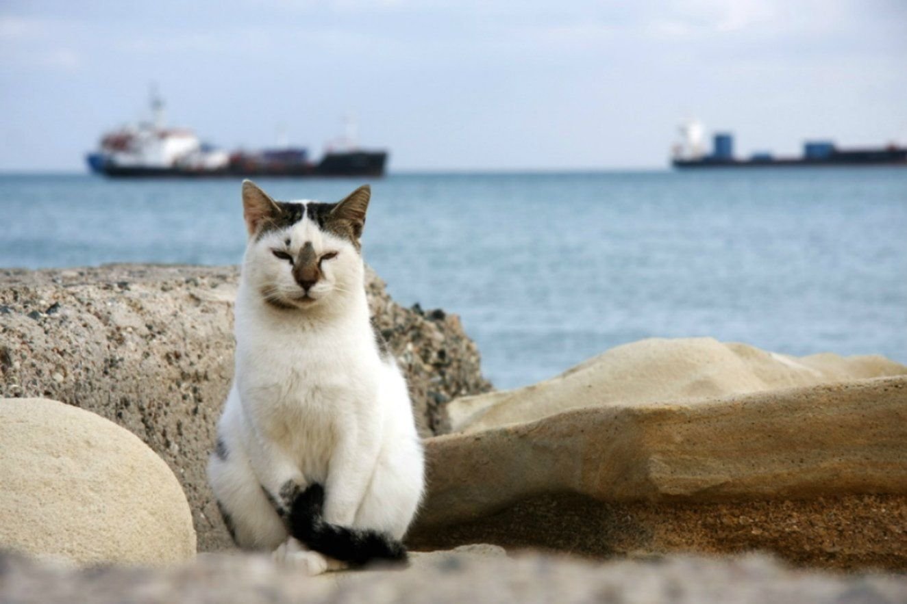 Кошачье море