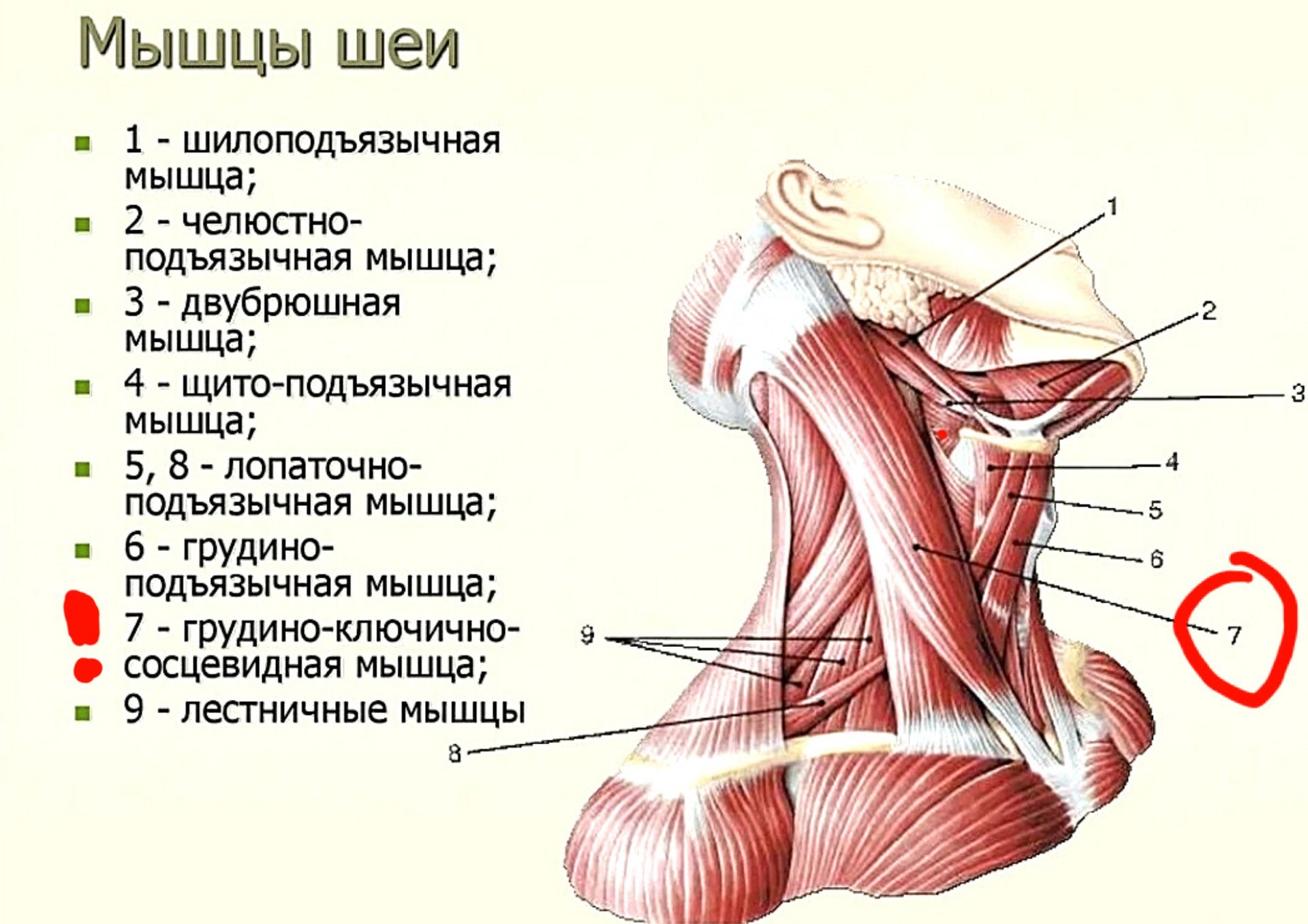Строение мышц шеи вид спереди