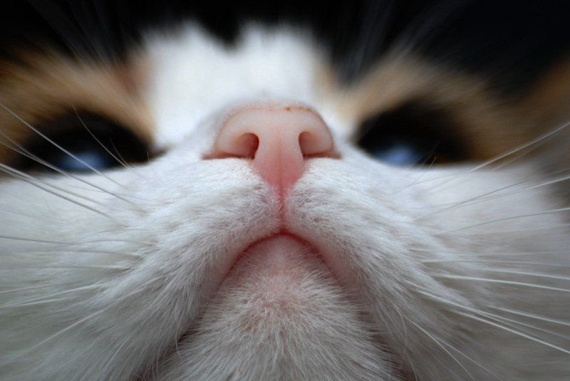 Картинка кошачий нос