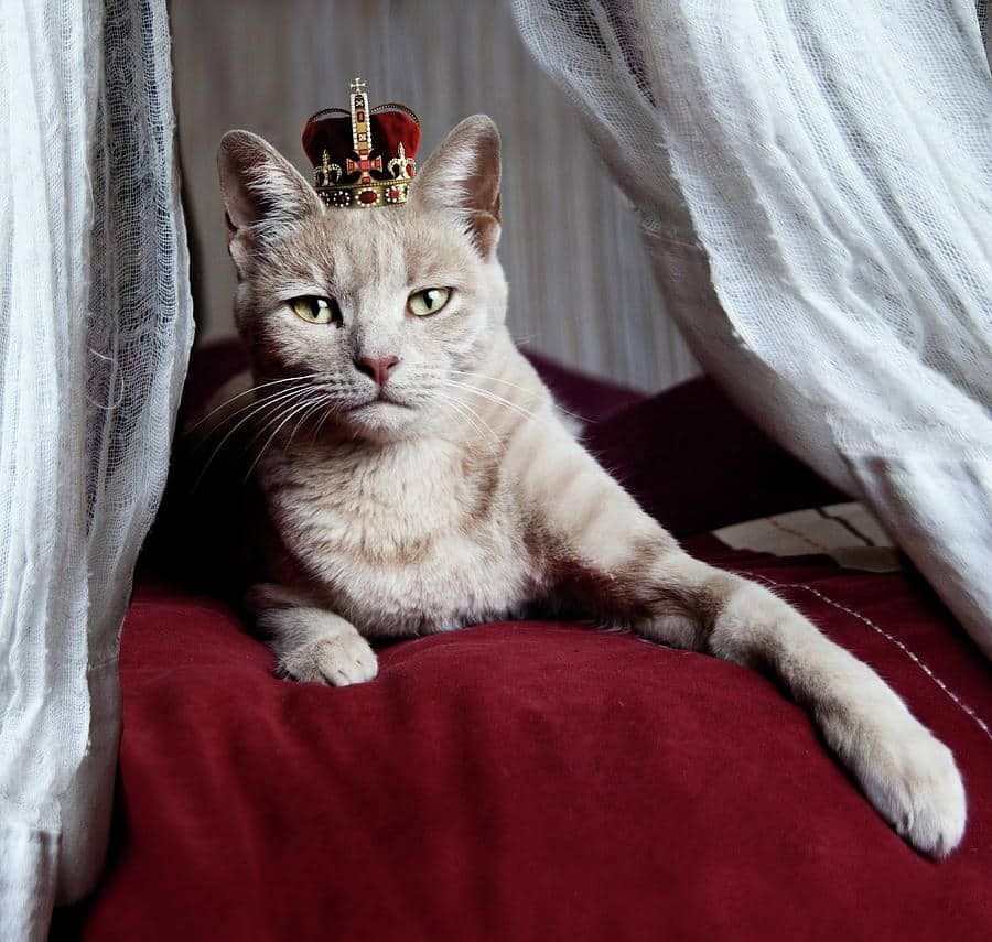 Чувствую себя великолепно. Котик с короной. Элегантные коты. Красивые кошки. Шикарная кошка.