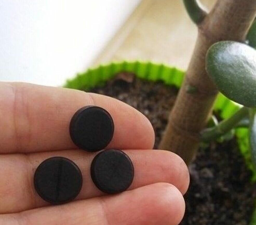 активированный уголь для комнатных растений. уголь для комнатных растений. активированный уголь для растений. активированный уголь для цветов. подкормка цветов активированным углем комнатных.