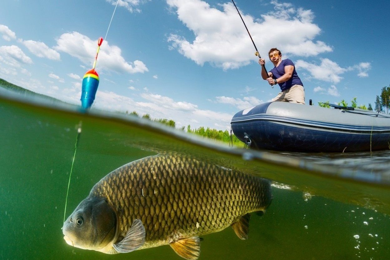 Fish рыба лови. Рыба на удочке. Поймал рыбу. Ловля карпа.