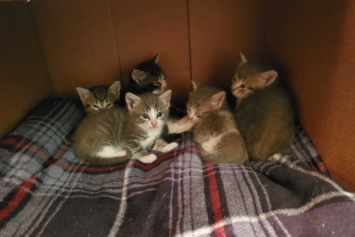 кошка приводит котят