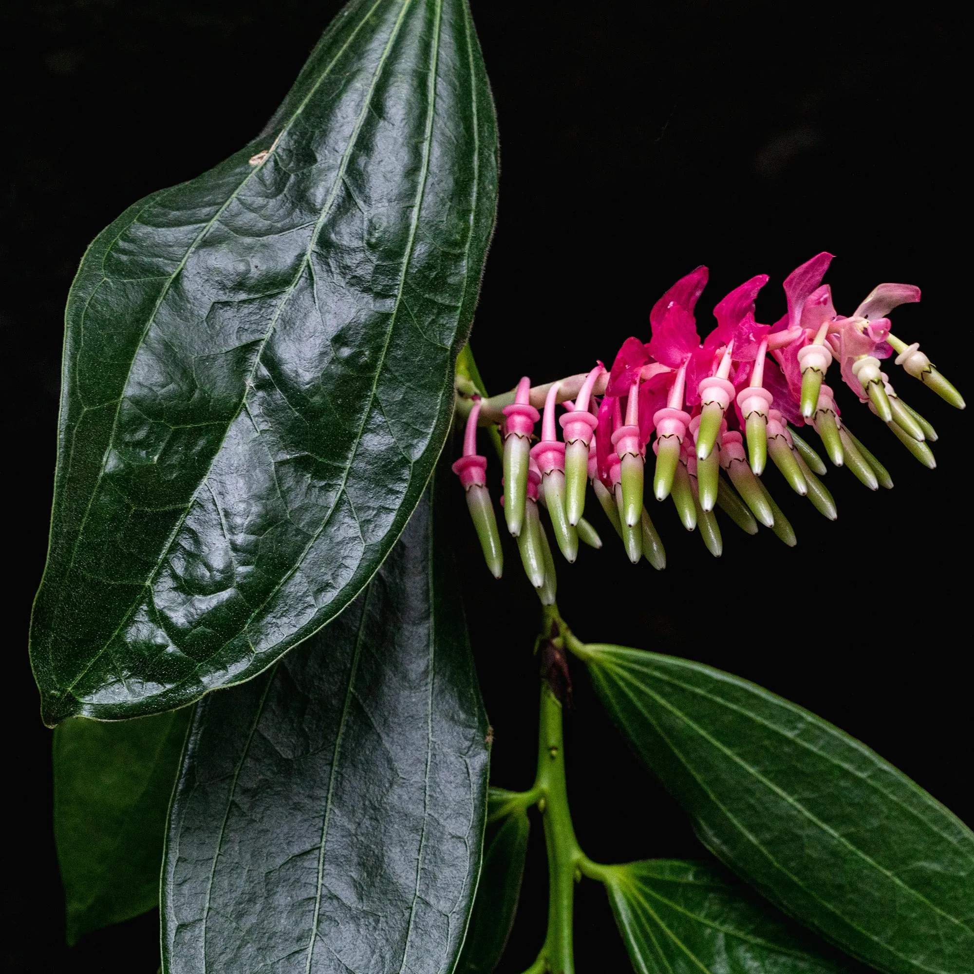 Есть ли цветок. Кавендишия крупнолистная. Кавендишия grandifolia. Кавендишия крупноцветковая. Cavendishia melastomoides.