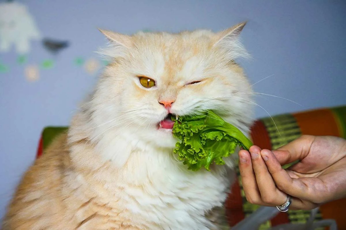 Кот вегетарианец