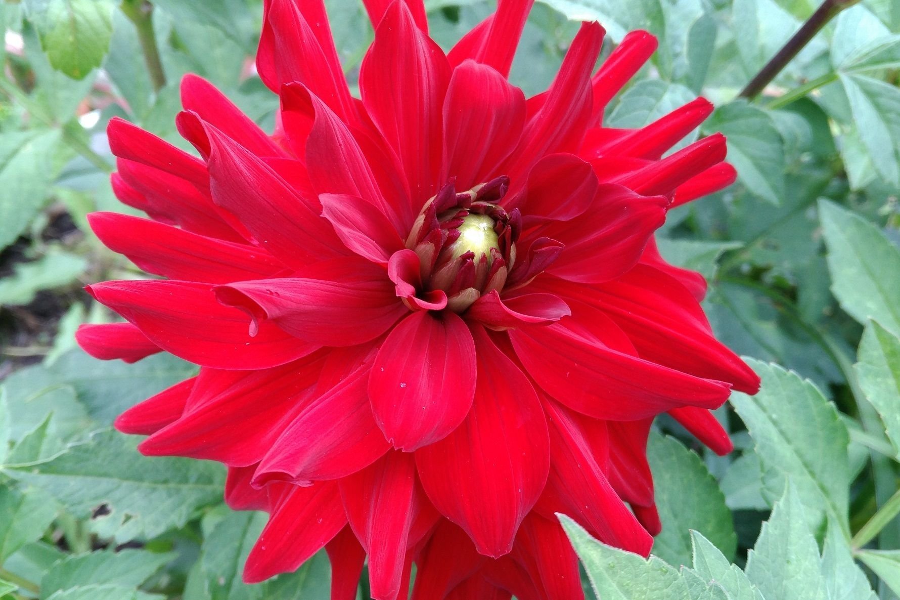 Dahlia Crimson