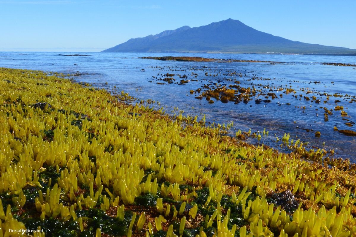 Сахалинский морской виноград фото