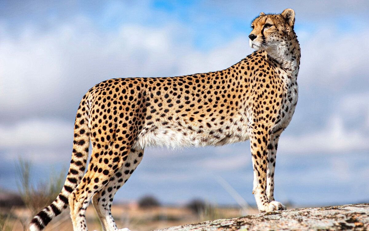 Дикие животные гепард. Хищное млекопитающее 4. F1 гепард. Хищное млекопитающее 4. Дальневосточный леопард питание.