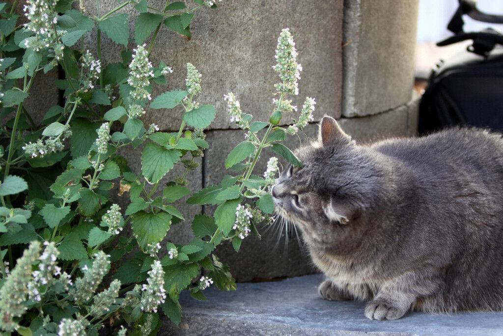 Кошачья травка фото