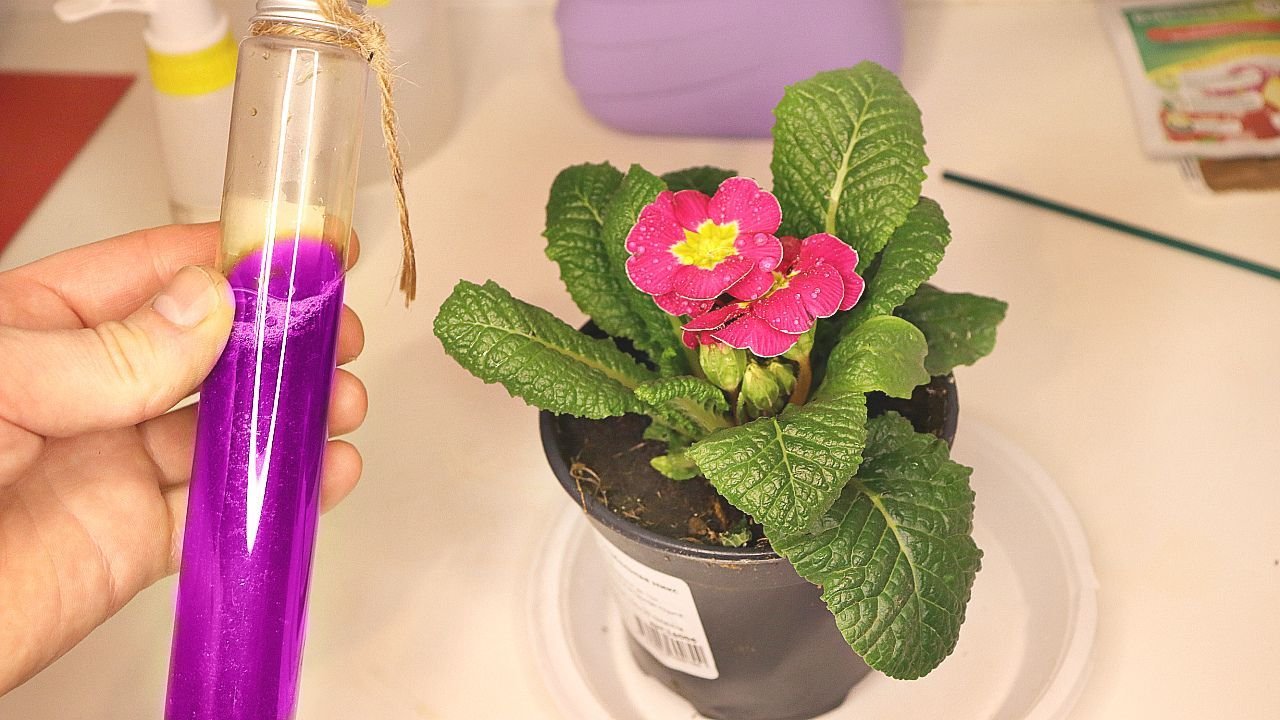 марганцовка для цветов. цвет марганцовки для полива комнатных растений. марганцовка в огороде. раствор перманганата калия для обработки ран. полив марганцовкой.