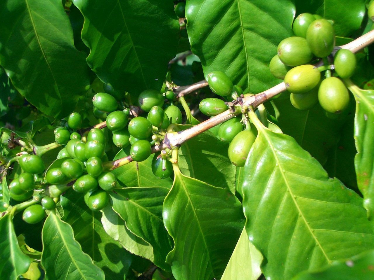 Зеленый кофе. Green Coffee Bean. Зеленый кофе в зернах. Кофейные зерна необжаренные. Зелёный (сырой) кофе.