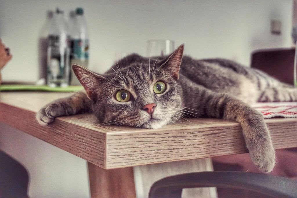 Вышивка кот на столе