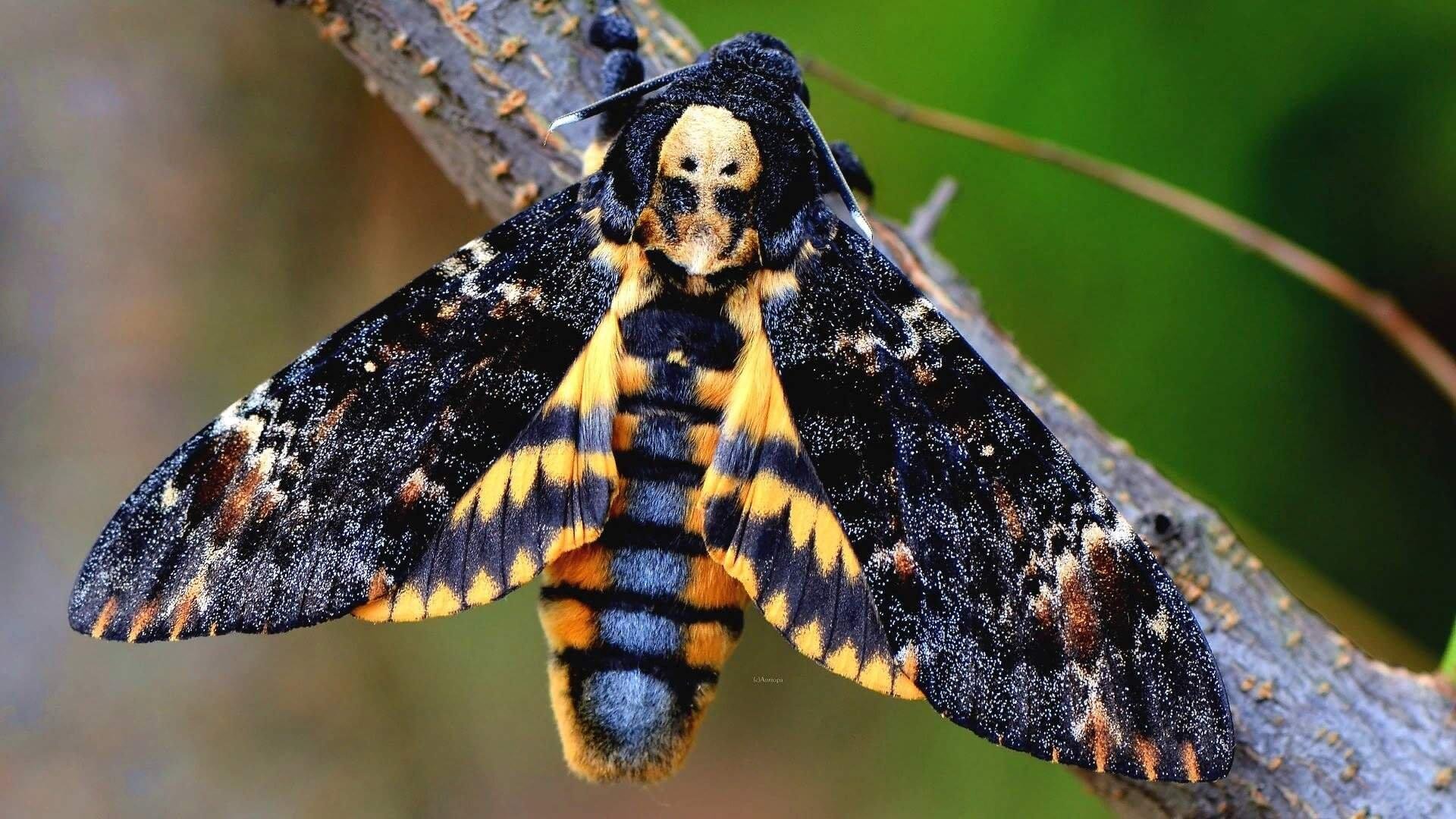 Бабочка бражник мертвая голова фото