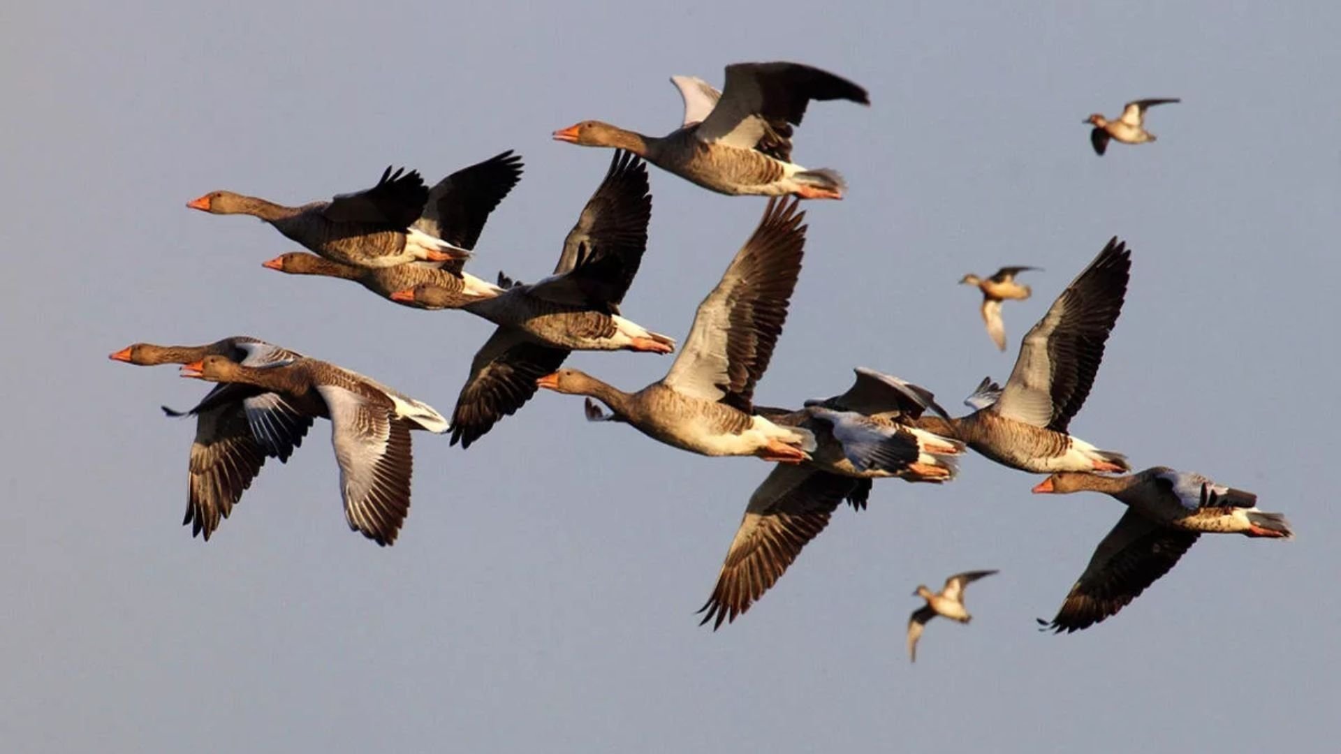 Информация о миграции птиц. Миграция перелетных птиц. Стая уток. Мигрирующие птицы. Перелет птиц.