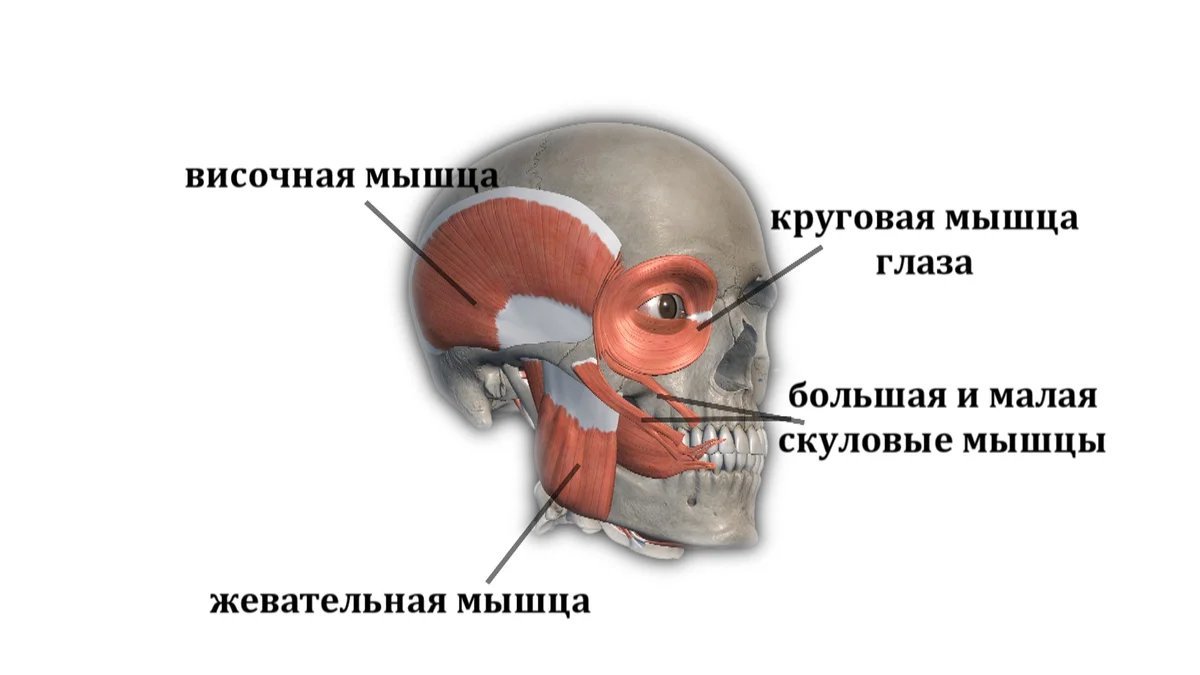 Круговая мышца глаза фото