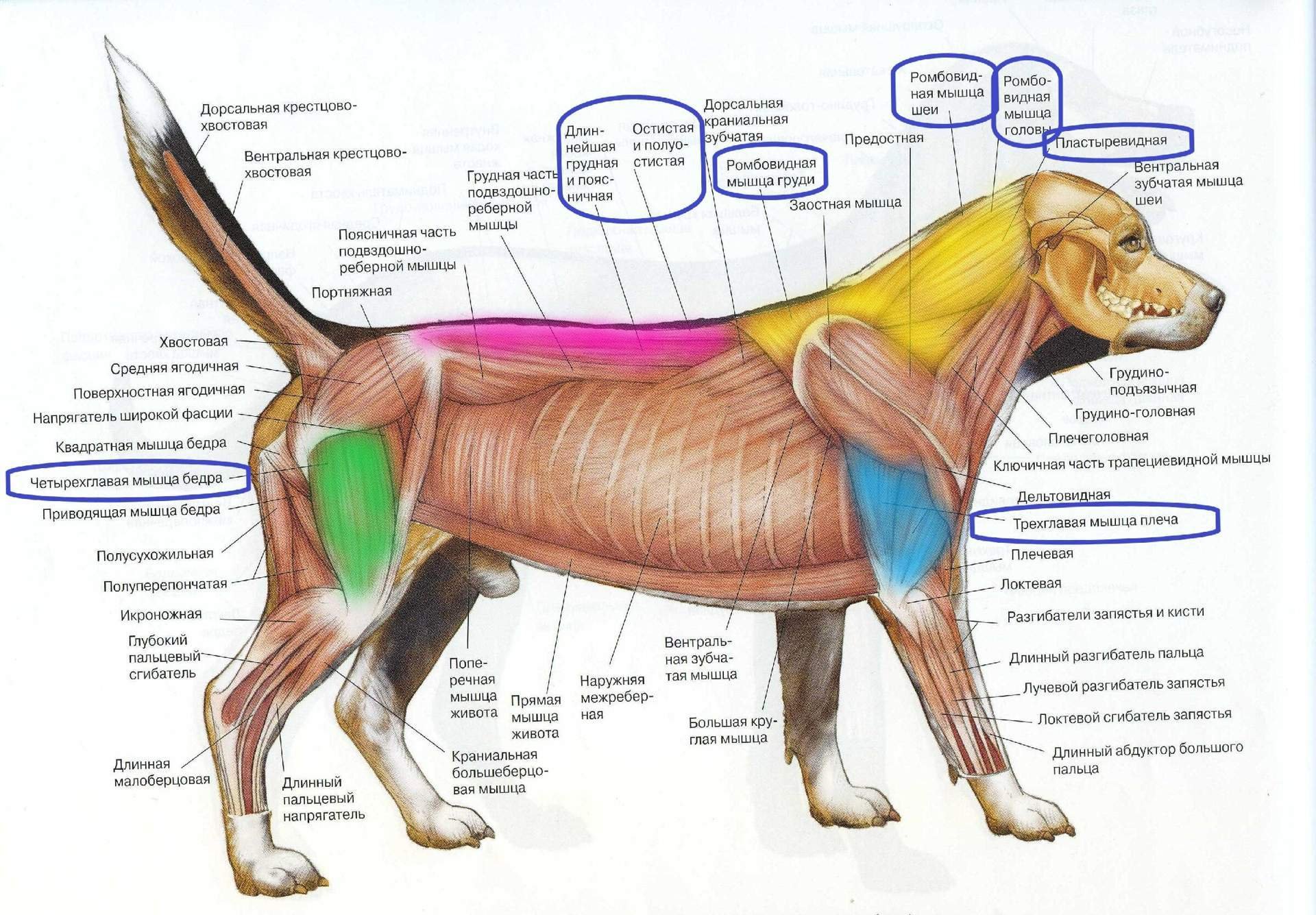 Части тела собаки схема