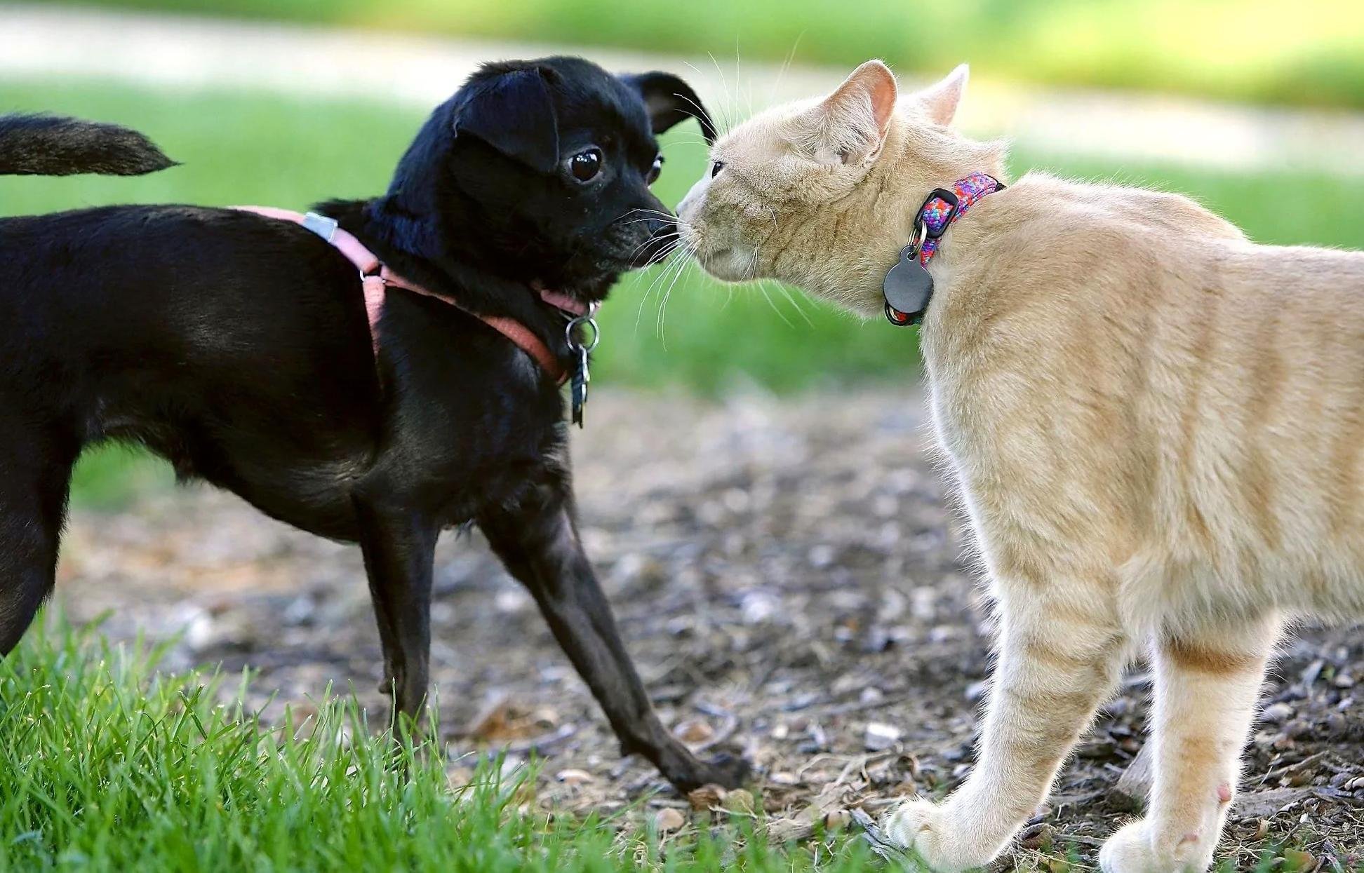 Стереотипное поведение животных. Дружба животных. Собака вылизывается. Фото кошек и собак. Почему кот собака.