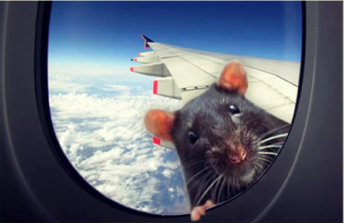 Мышь в самолете