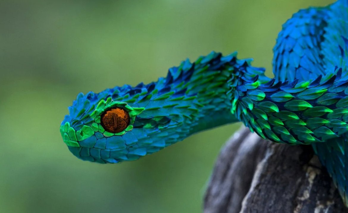 Зеленая древесная гадюка. Кустарниковая гадюка (Atheris. Колючая кустарниковая гадюка зеленая. Шершавая древесная гадюка (Atheris squamigera). Змея колючая кустарниковая гадюка.