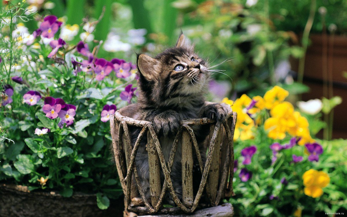 Котенок любит играть с цветами. Коты в цветах. Кошечка в цветах. Кошка в саду. Котик с цветочком.
