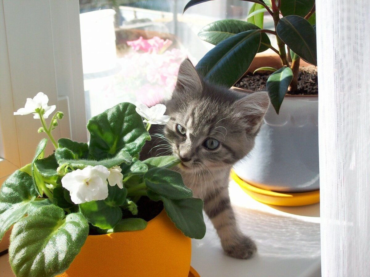 Безопасные для кошек комнатные растения фото и названия
