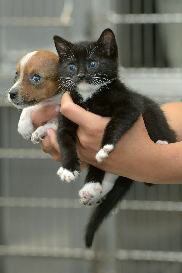 Показать кошки собачки. Собачки и кошечки. Кошечка. Щенок и котенок. Милые котята и щенки.