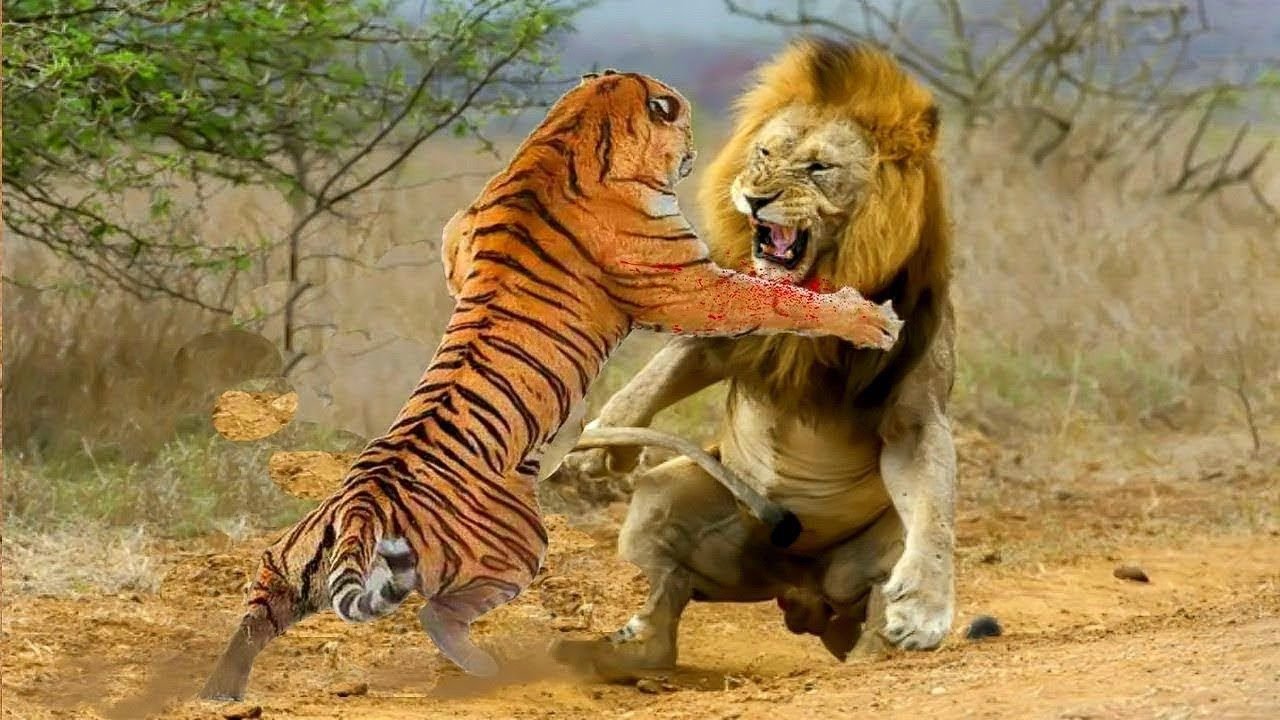 Бои хищников. Лев против тигра Лев против тигра. Амурский тигр против Льва.